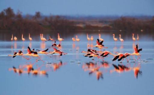 Le Flamant Rose Bed and Breakfast Salin-de-Giraud Buitenkant foto